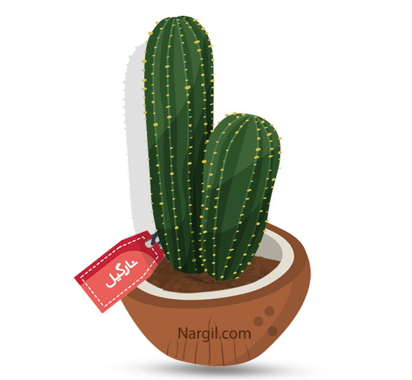  Nargil - Golden Torch Cereus